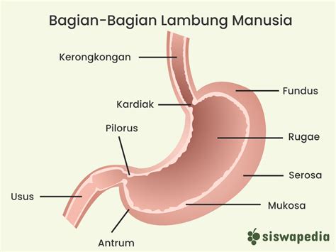 Lambung Pengertian Struktur Fungsi Bagian Markas Belajar Riset