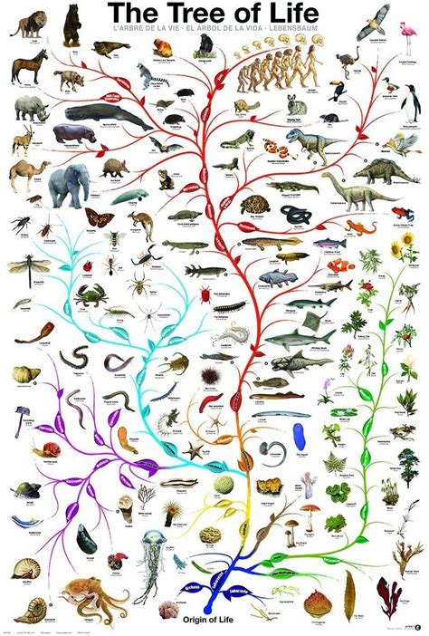 فرارو تکامل به زبان ساده؛ نظریه تکامل داروین چه می‌گوید؟