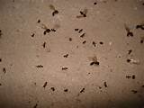Photos of Are Black Ants Carpenter Ants