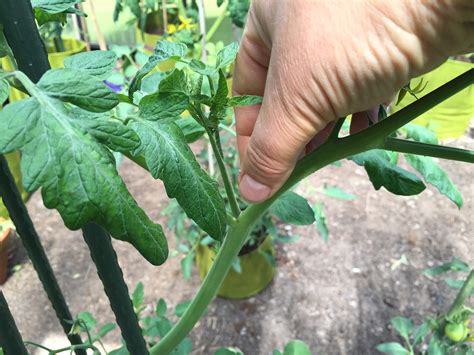 10 Tipps für eine reiche Tomaten-Ernte - Gartenzauber