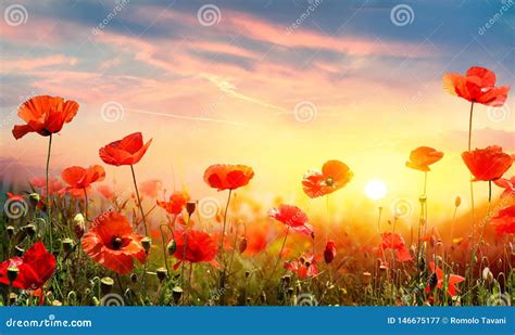 Poppies In Field At Sunset Stock Image Image Of Spring 146675177