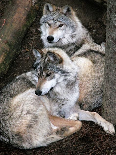 This fascinating story begins with hall's origins in baltimore where it soon became evident that she had no intention of heading down the road of life to housewifedom. Binder Park Zoo to be Home for Mexican Gray Wolves West ...