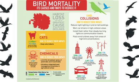 Infographic Anthropogenic Bird Mortality