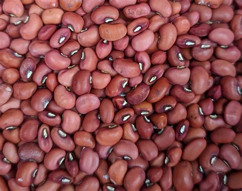 Red Ripper Southern Field Peas Cowpeas Seeds Organically Grown Central Florida Heirloom