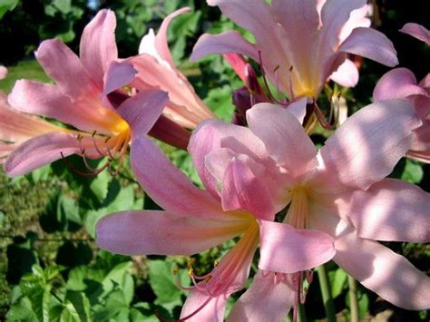 Check spelling or type a new query. Magic Lilies | Lily, Flowers, Garden
