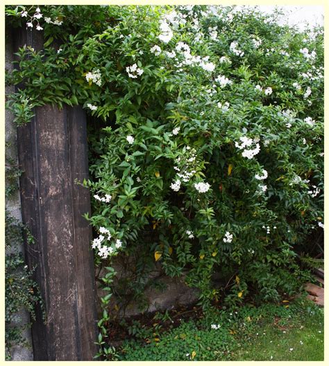 Solanum Jasminoides Una Trepadora De Gran Envergadura Creepers