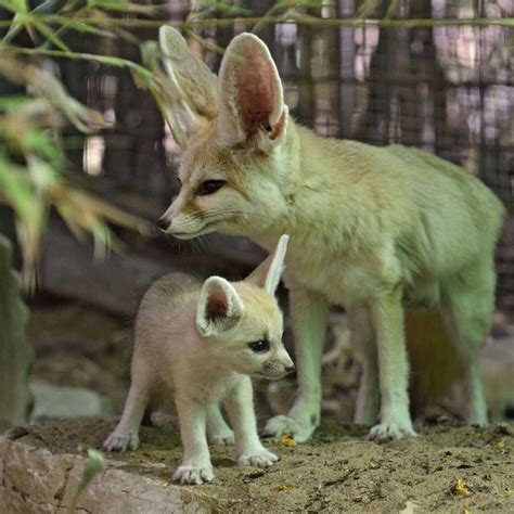 Wallpapers Mama And Baby Fox Fennec Fox Baby Animals Wild Dogs