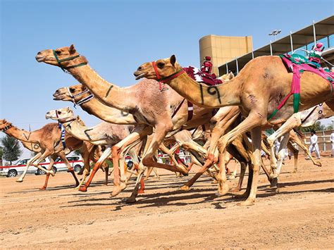 The camel racing club, dubai is both contemporary and traditional at the same time. 'Aflaj' and camel racing in UAE now included as a Unesco ...