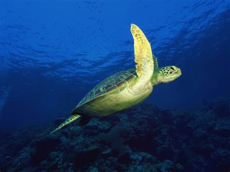 48 Sea Turtle Wallpaper Desktop