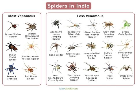 Common Spiders Found In India Nature Blog Network