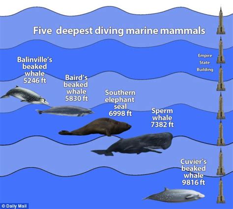Cuviers Beaked Whale Sets Record For Deepest Ever Dive Daily Mail Online
