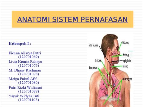 Struktur Anatomi Faring - ANATOMY STRUCTURE