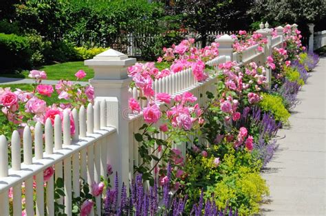 Garden Fence With Pink Roses Stock Photo Image Of Climbing Flower
