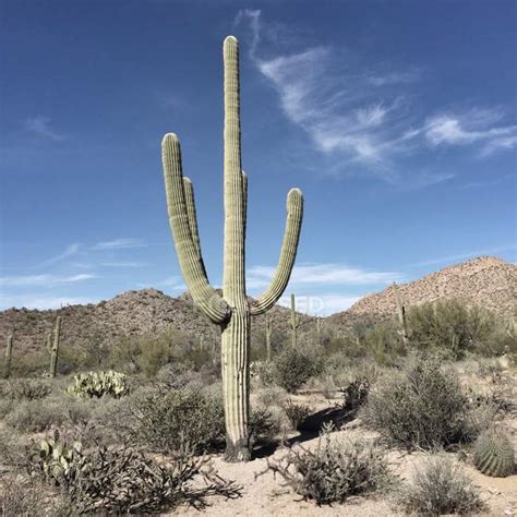Saguaro Cactus Near Tucson Arizona America Usa — Outside Desert