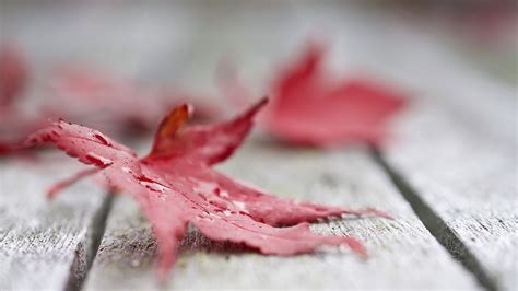 Nature Leaves Maple Leaves Macro Water Drops Closeup