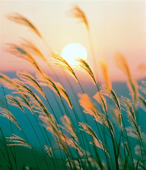 Tall Grass With Sunset In Background Photograph By Panoramic Images