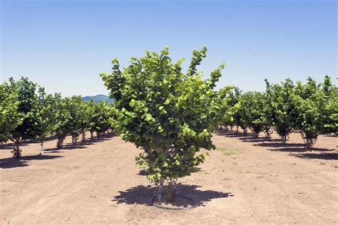 Hazelnut Tree Growing Requirements Maintenance More