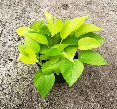 The money tree plant is seen as good luck and is said to bring one fortune. 9 Types of Money Plant | Pothos Plant Varieties in India ...