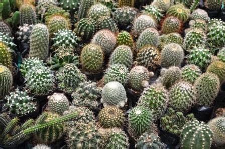I ordered succulents from benguet to see how long it would take to ship to cebu, and also because i wanted new succulents to. Philippine Culture and Surprises: Cactus and Succulents