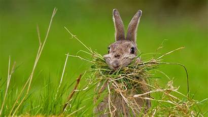 Rabbit Bing Nesting Nest Daily Animals Funny