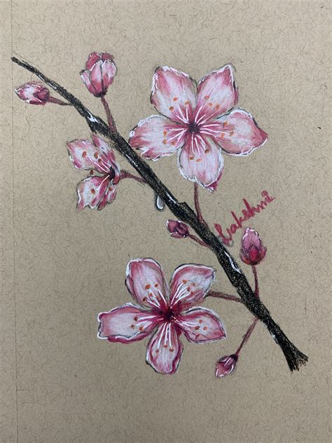 Cherry Blossoms Cherry Blossom Drawing Flower Drawing Cherry Tree