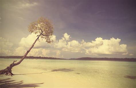 Vintage Background Retro Tropical Beach Stock Photo Image Of India