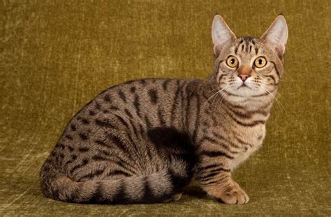 Types Of Tabby Patterns And Colours In Cats Cat World Munchkin Cat