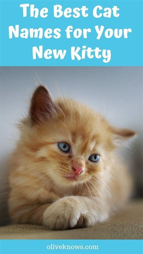 Ginger Kittens Names Male