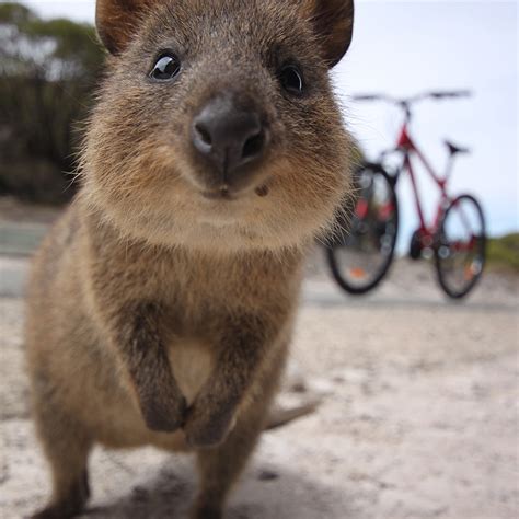 Cutest Australian Animals And Where To Find Them