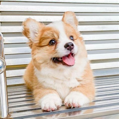 Adorable Corgi Siblings Look Like Fluffy Balls Of Happiness Regtech