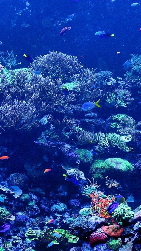 Coral Reef Wallpaper Iphone