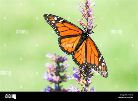 Monarch Butterfly With Wings Spread Stock Photo Alamy