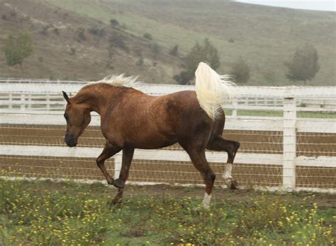 Maybe you would like to learn more about one of these? The Palomino Store - Palomino Horses for Sale