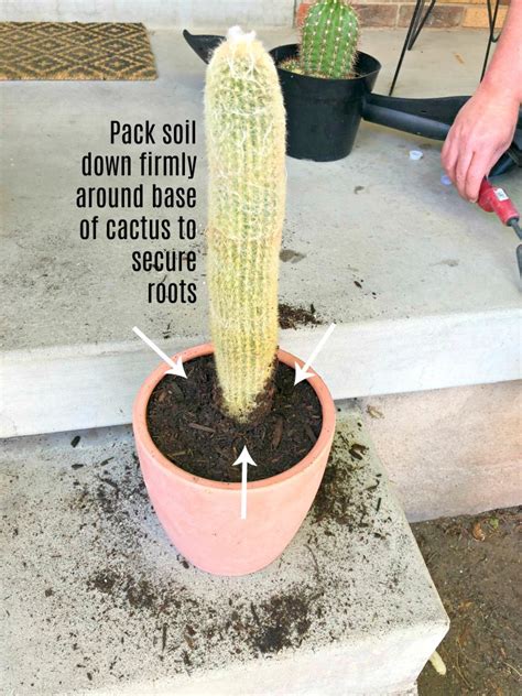 How To Transplant A Cactus