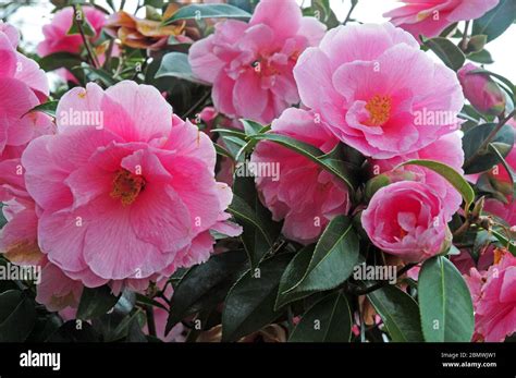Camellia Japonica Pink Icicle Stock Photo Alamy