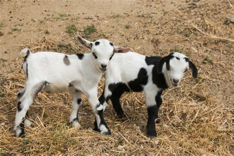 Fun Facts About Nigerian Dwarf Goats Cloudshareinfo