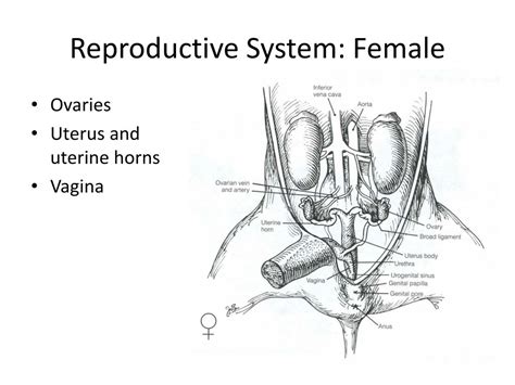 Female Fetal Pig Reproductive System Diagram Images And Photos Finder
