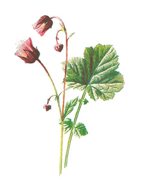 Antique Images Antique Illustration Wildflower Digital Clip Art