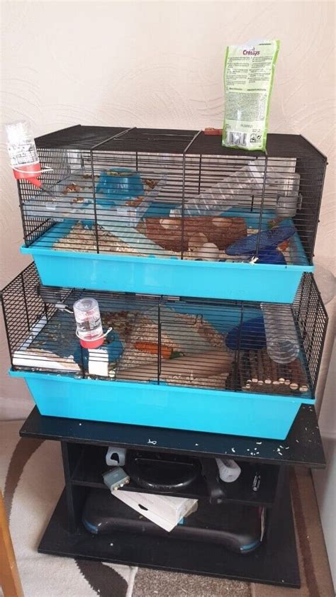 Dawaf Roborovski Hamsters And Cage With Accessories In Croydon