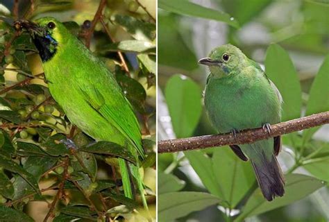 Jadi penasaran ya bagaimana ciri burung kepodang jantan dan betina serta kiat atau cara membedakan kicauannya. Sexing cucak hijau berdasarkan umur | OM KICAU