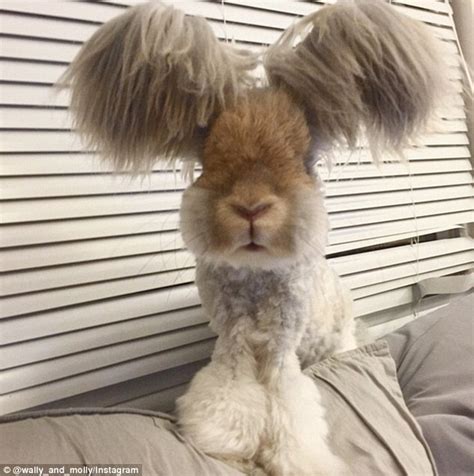 meet wally the bunny with wing like ears on instagram daily mail online