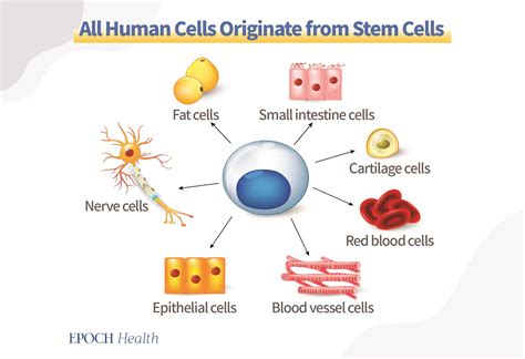 Certain Foods Discovered To Increase Stem Cells Cell Regeneration