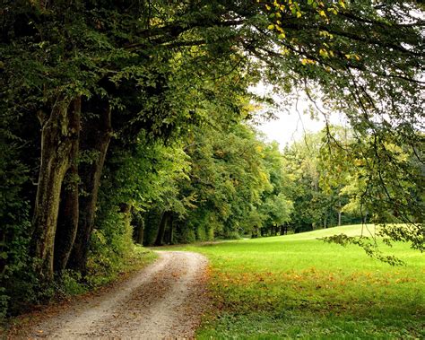 Free Picture Leaf Tree Wood Landscape Nature Forest Road Grass