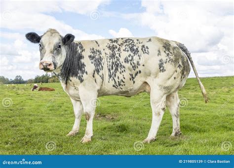 Cow Dual Purpose Dairy And Beef In The Netherlands Standing On Green