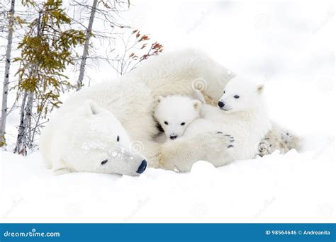Polar Bear Mother With Two Cubs Stock Photo Image Of Field Canada