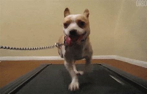 Loops Loops Loops — Dogs On Treadmills D
