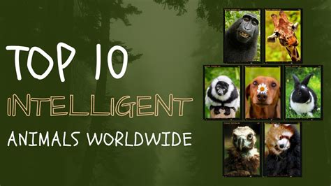 Top 10 Most Intelligent Animals In The World Youtube