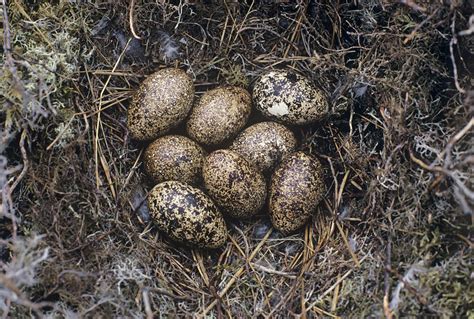 Red Grouse Eggs In A Nest Stock Image Z8400080 Science Photo Library