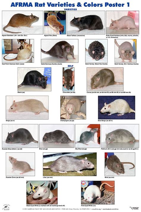 Afrma Rat Varieties And Colors Poster P1 Ratties Pinterest Color