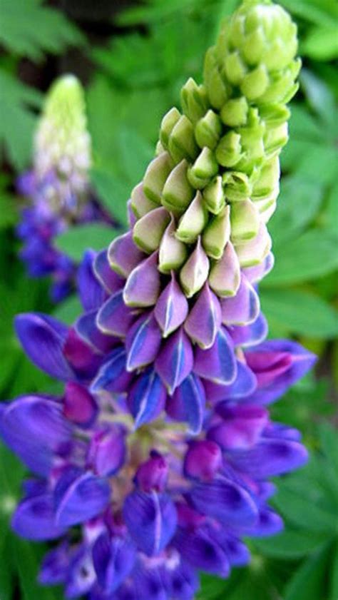 Sundial Lupine Flower Seeds Non Gmo Wild Perennial Lupine Etsy